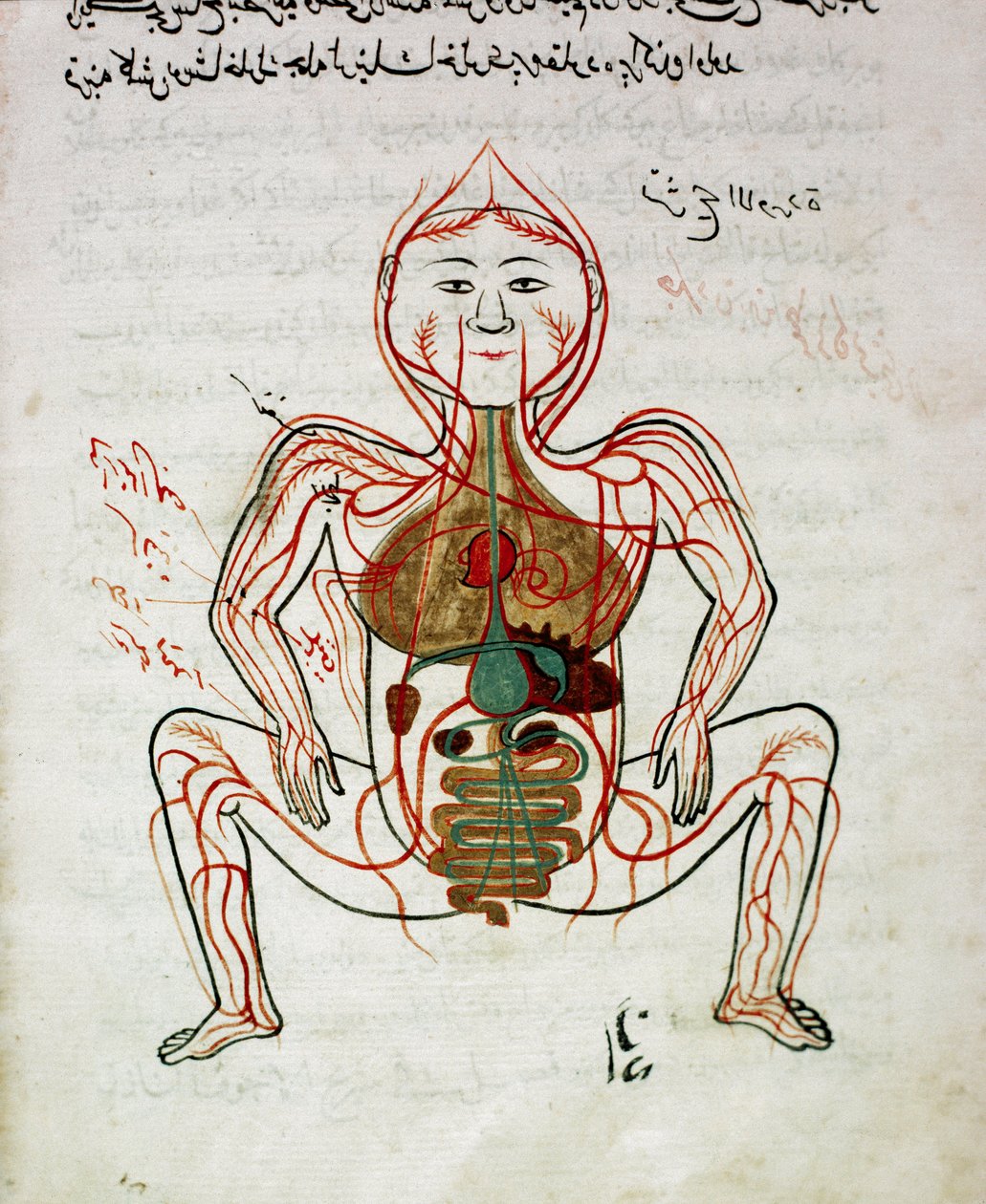 Arab orvoslás: „” vérkeringés és emésztőrendszer”” Mansur (Mansur) ibn Ilyas (1390 körül) „” Tashrih bi al-Taswir”” (A test anatómiája) anatómiai kéziratának miniatűrje (1390 körül) 17. századi Isztambul, egyetemi könyvtár alkotó: Islamic School