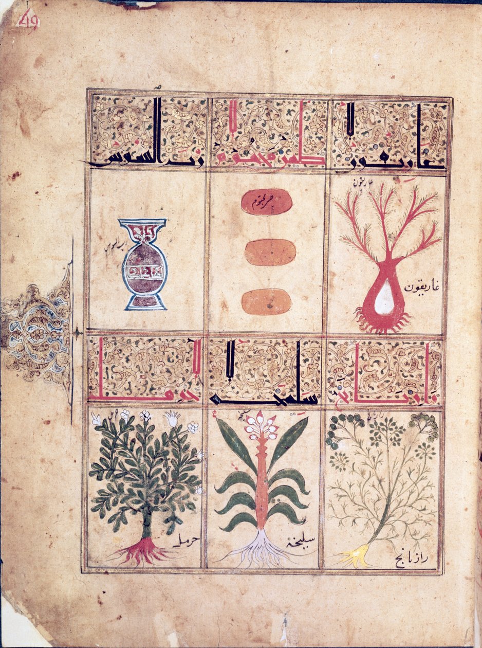Ms. Arabe 2964 fol.49 Növények Theriac traktátusából Galien után, 1217 alkotó: Islamic School