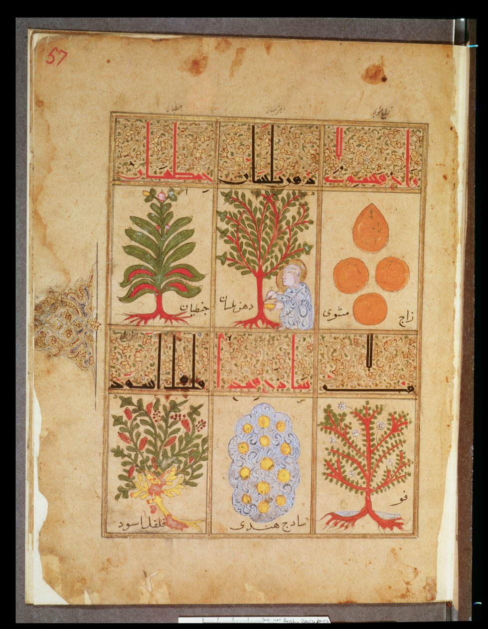 Ms. Arabe 2964 fol.57 Gyógynövények a teriák számára, Theriac traktátus Galien után, 1217 alkotó: Islamic School