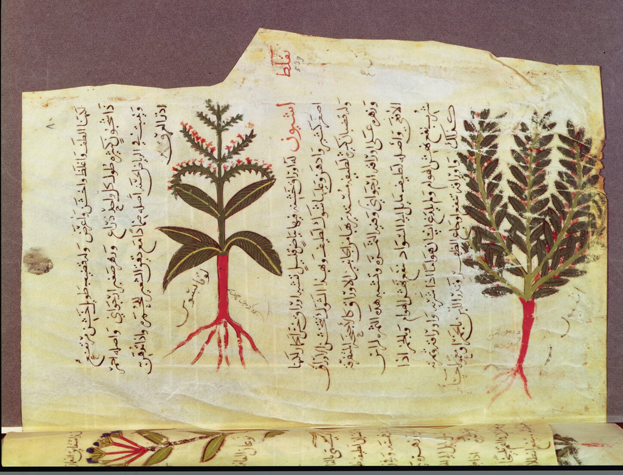 Ms. Arabe 4947 fol.84, Növények Dioscoride értekezéséből, 13. század alkotó: Islamic School