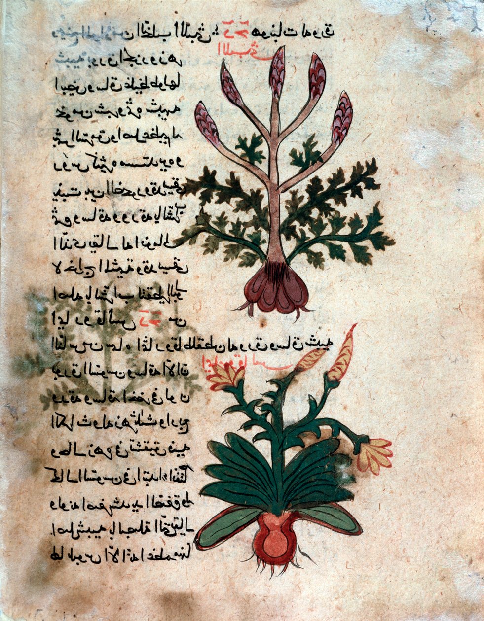 Oldal egy orvosi herbáriumból (kézirat alkotó: Islamic School