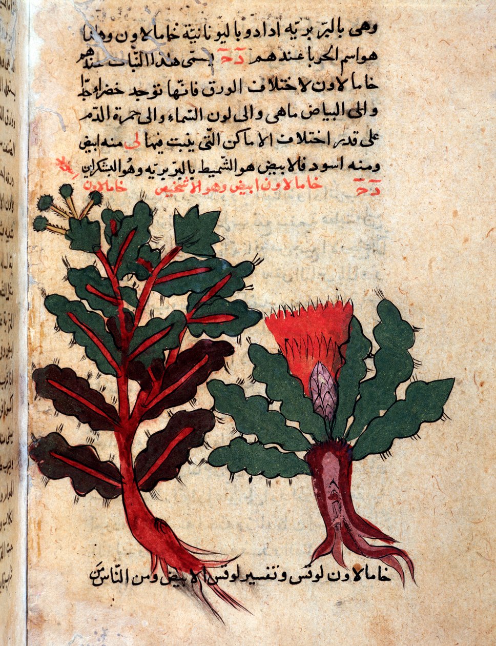 Oldal egy orvosi herbáriumból (kézirat alkotó: Islamic School