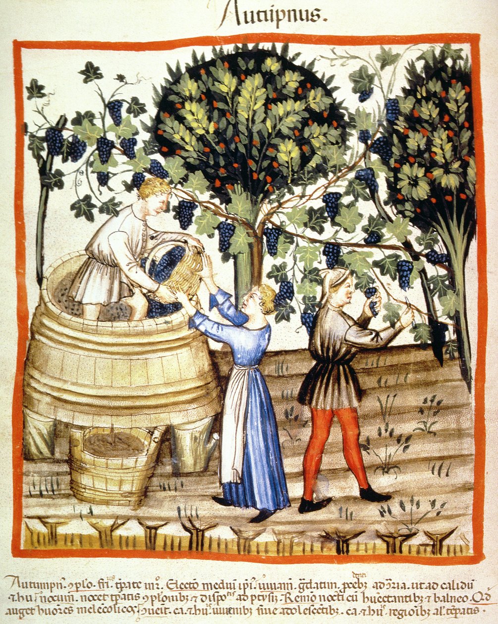 Fol.54v Autumn: The Grape Harvest, illusztráció a Tacuinum Santiatis Codex Vindobonensisből alkotó: Italian School