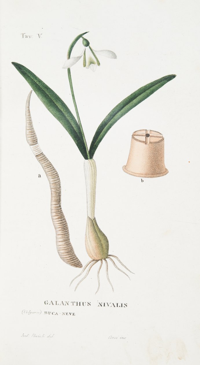 Galanthus Nivalis, V. tábla, Antotrophy That is DeFiori Cultivation by Antonio Piccioli, Pub. 1834 alkotó: Italian School