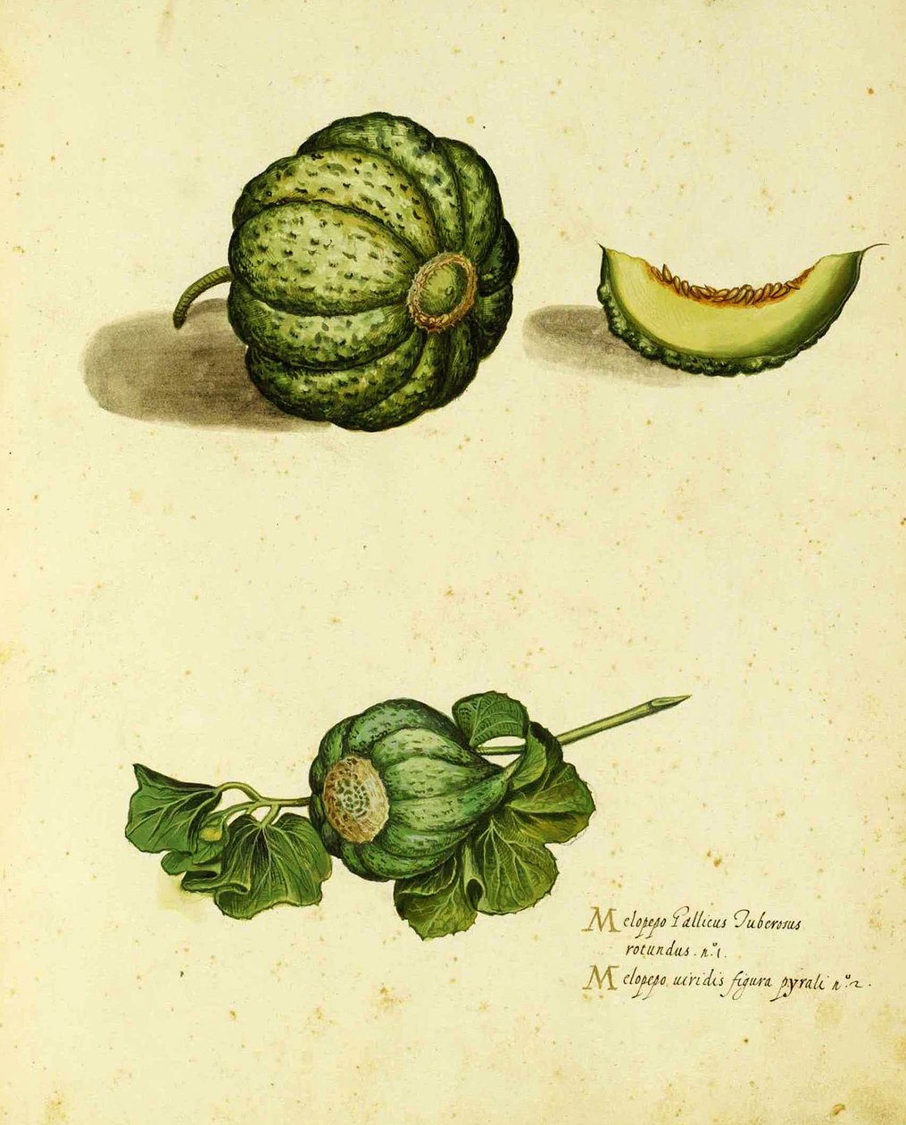Ulisse Aldrovandi (1522 - 1605) Heirloom Squash tányérja a Piante Fiori Fruttiban (kézzel színezett metszet). alkotó: Italian School