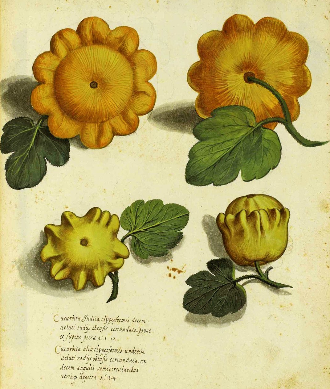Ulisse Aldrovandi (1522 - 1605) Heirloom Squash tányérja a Piante Fiori Fruttiban (kézzel színezett metszet). alkotó: Italian School