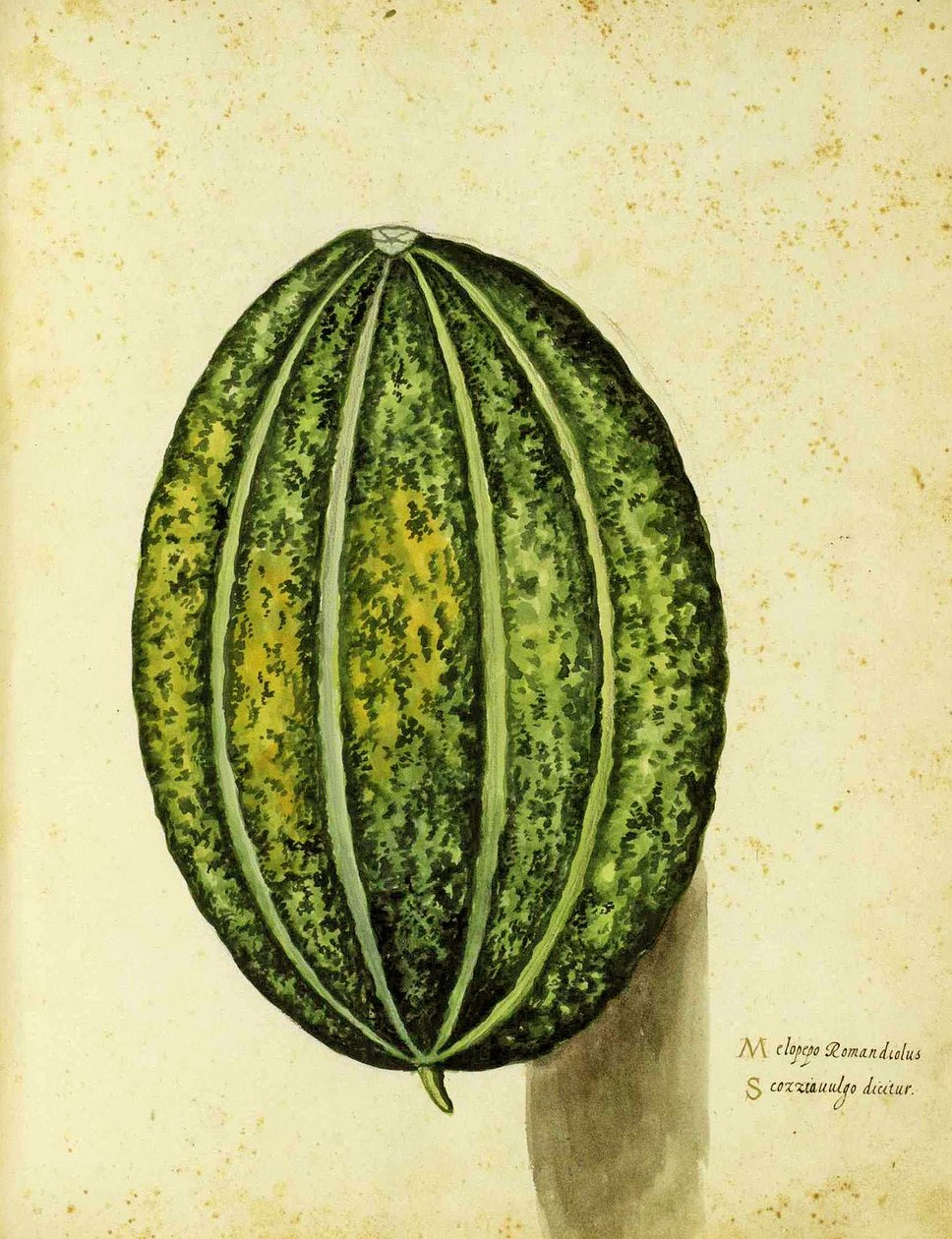 Ulisse Aldrovandi (1522 - 1605) Heirloom Squash tányérja a Piante Fiori Fruttiban (kézzel színezett metszet). alkotó: Italian School