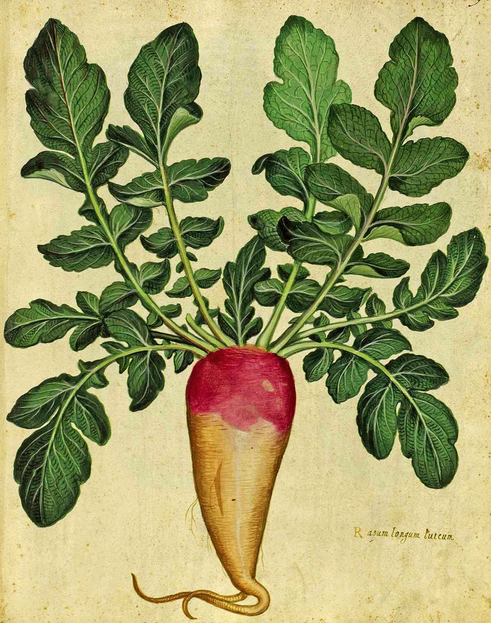 Ulisse Aldrovandi (1522 - 1605) hosszú karalábé a Piante Fiori Fruttiban (kézzel színezett metszet). alkotó: Italian School