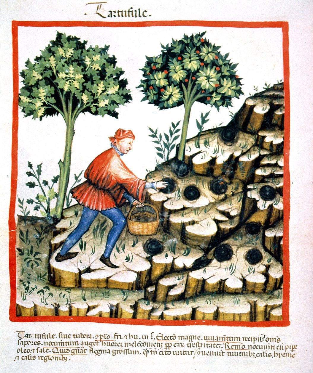 Nova 2644 f.28v Szarvasgomba gyűjtése, a Tacuinum Sanitatis Codex Vindobonensis-ből (lásd még: 130544) alkotó: Italian School
