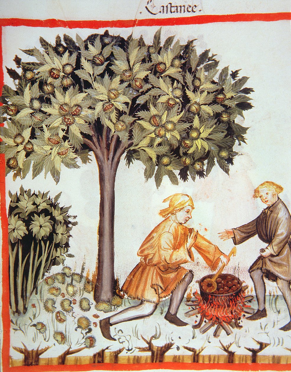 Nova 2644 fol.17r Gesztenye betakarítása és főzése, Tacuinum Sanitatis Codex Vindobonensis alkotó: Italian School