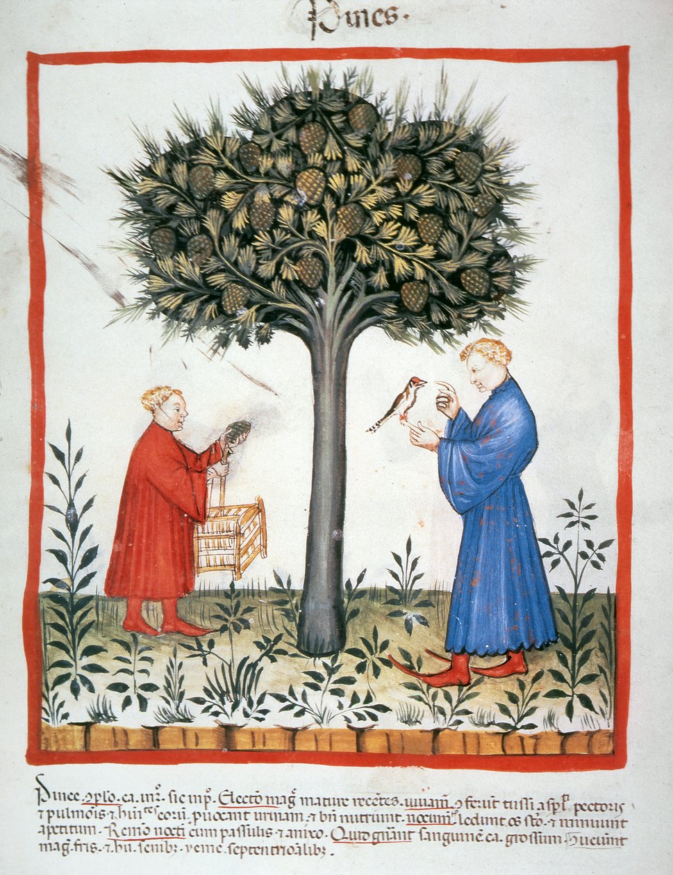 Nova 2644 fol.19v Gathering Pine Cones, Tacuinum Sanitatis alkotó: Italian School