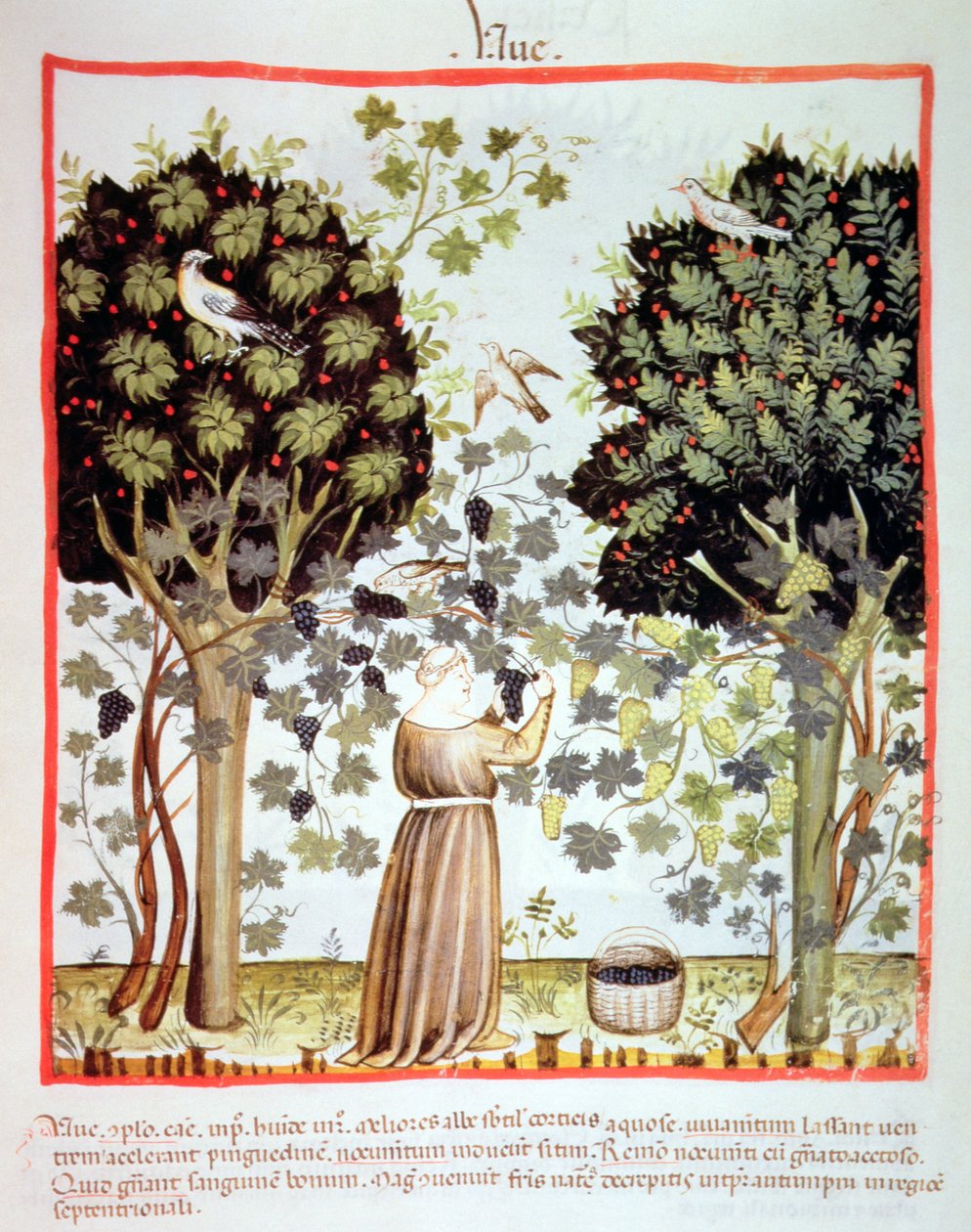 Nova 2644 fol.5r Betakarítás szőlő, Tacuinum Sanitatis alkotó: Italian School