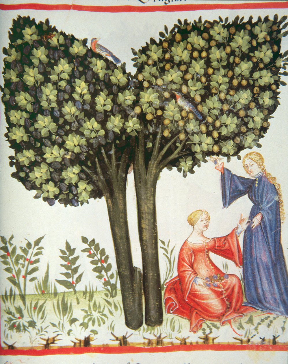 Nova 2644 fol.6r Szilvák szedése alkotó: Italian School