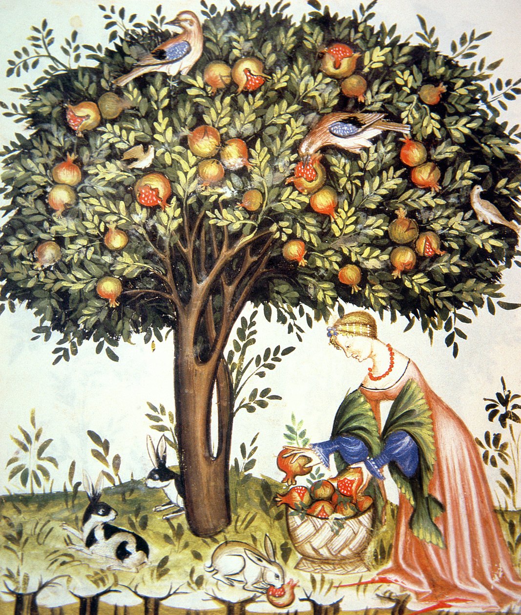 Nova 2644 fol.7v Keserű gránátalma gyűjtése, Tacuinum Sanitatis alkotó: Italian School