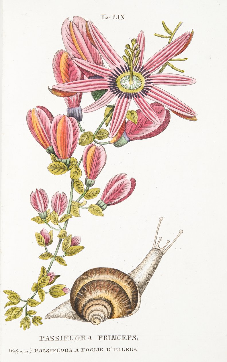Passiflora Princeps, LIX. lemez, a LAntotrofia Ossia La Coltivazione DeFiori-tól, Antonio Piccioli, pub.1834 alkotó: Italian School