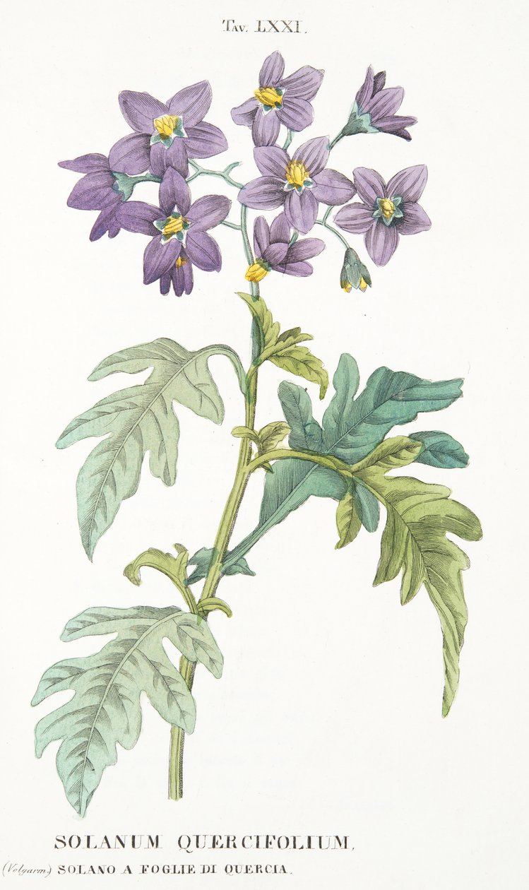 Solanum Quercifolium, LXXI. tábla, Antotrophy Ez a DeFiori-tenyésztés Antonio Picciolitól, 1834. alkotó: Italian School