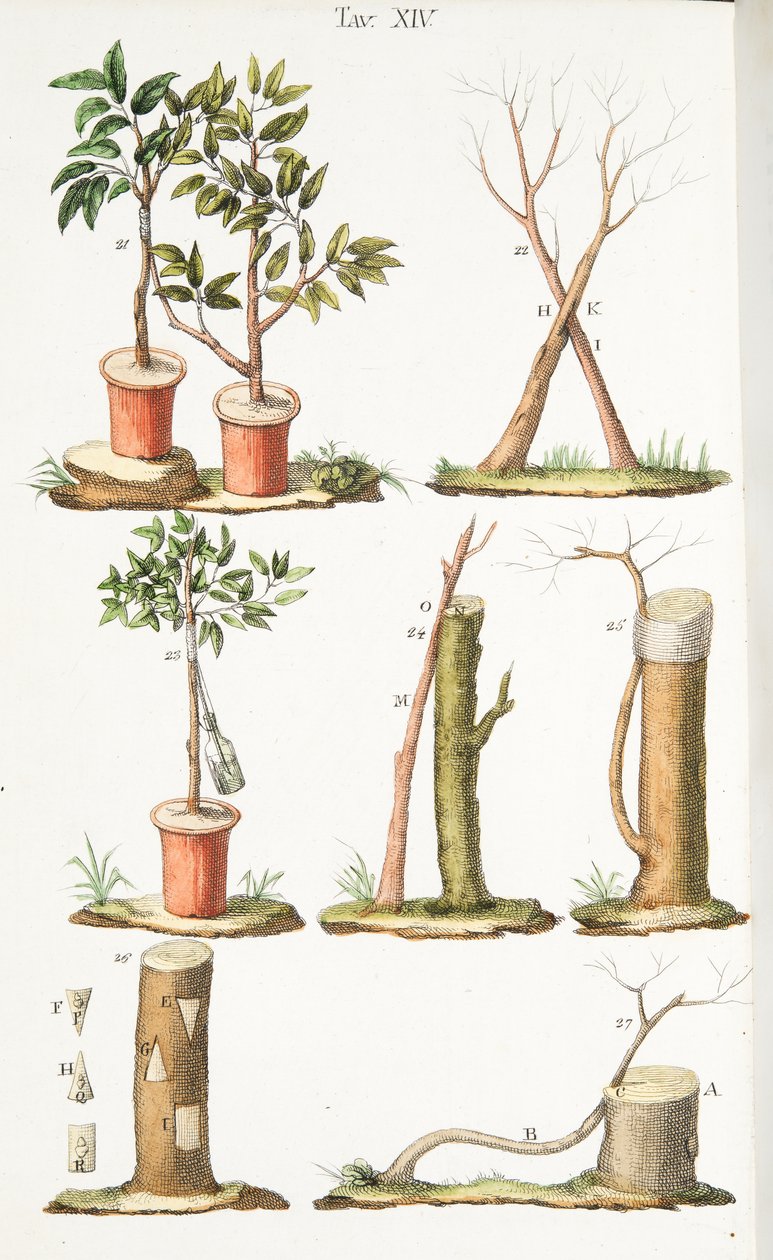 Különféle példák gyümölcsfák oltására, XIII. tábla, LAntotrofia Ossia La Coltivazione DeFiori, Antonio Piccioli, pub.1834 alkotó: Italian School