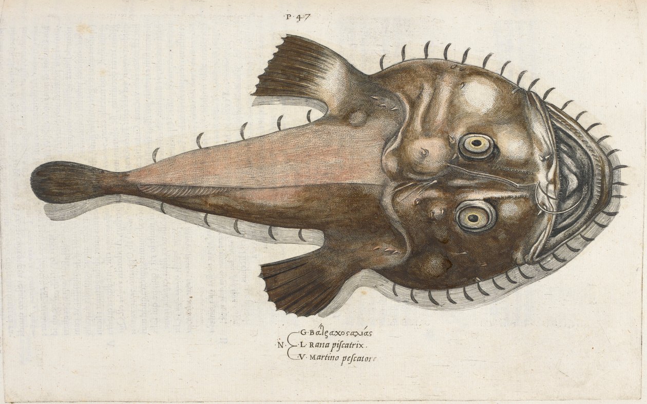 Varangyhal, illusztráció az „Aquatilium Animalium Historiæ liber primus”-ból, Ippolito Salviani alkotó: Italian School
