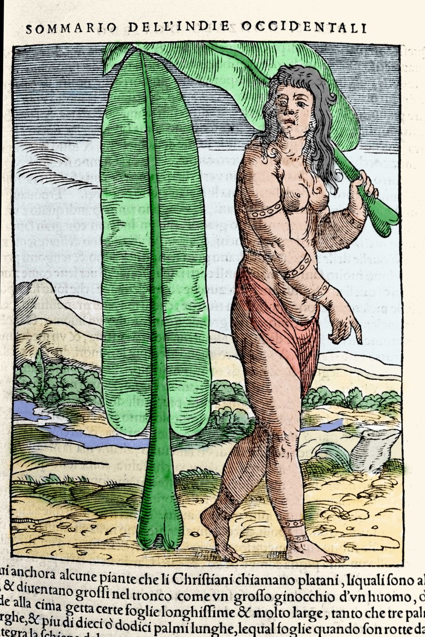 Egy nyugat-indiai bennszülött egy dohánylevél mellett áll. Metszet a „” Navigationi és Viaggi”” kötetből. III, Giovanni Battista Ramusio (1485-1557), Velence 1565. alkotó: Italian School