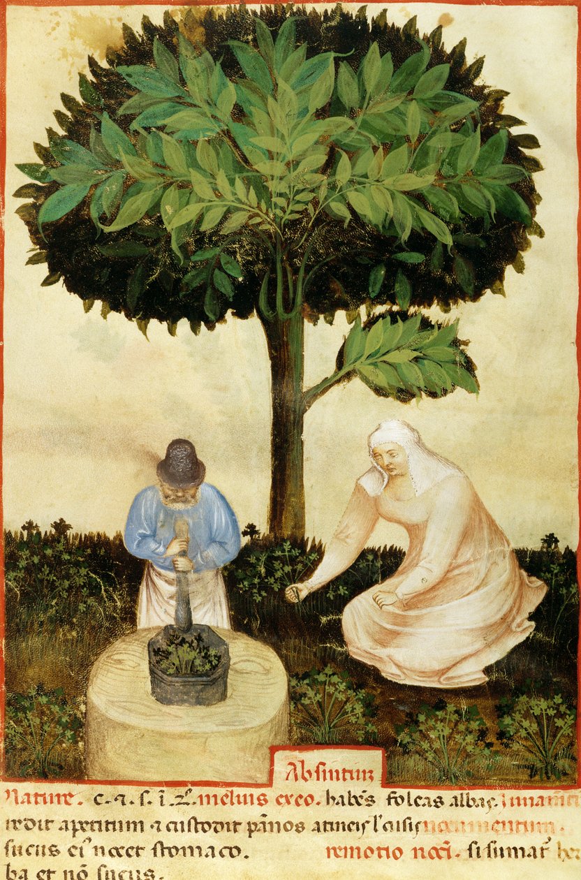 Abszint, Abul Qasim Kalaf ibn al-Abbas al Zahrawi (Abulcasis) (936-1013) „Különféle termékek tulajdonságai” című kéziratából (vellum) alkotó: Italian School