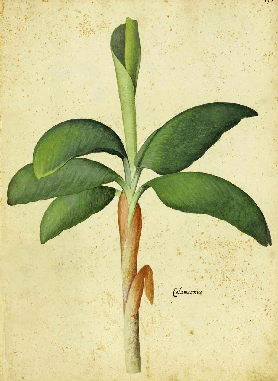 Acorus calamus, Ulisse Aldrovandi alkotó: Italian School