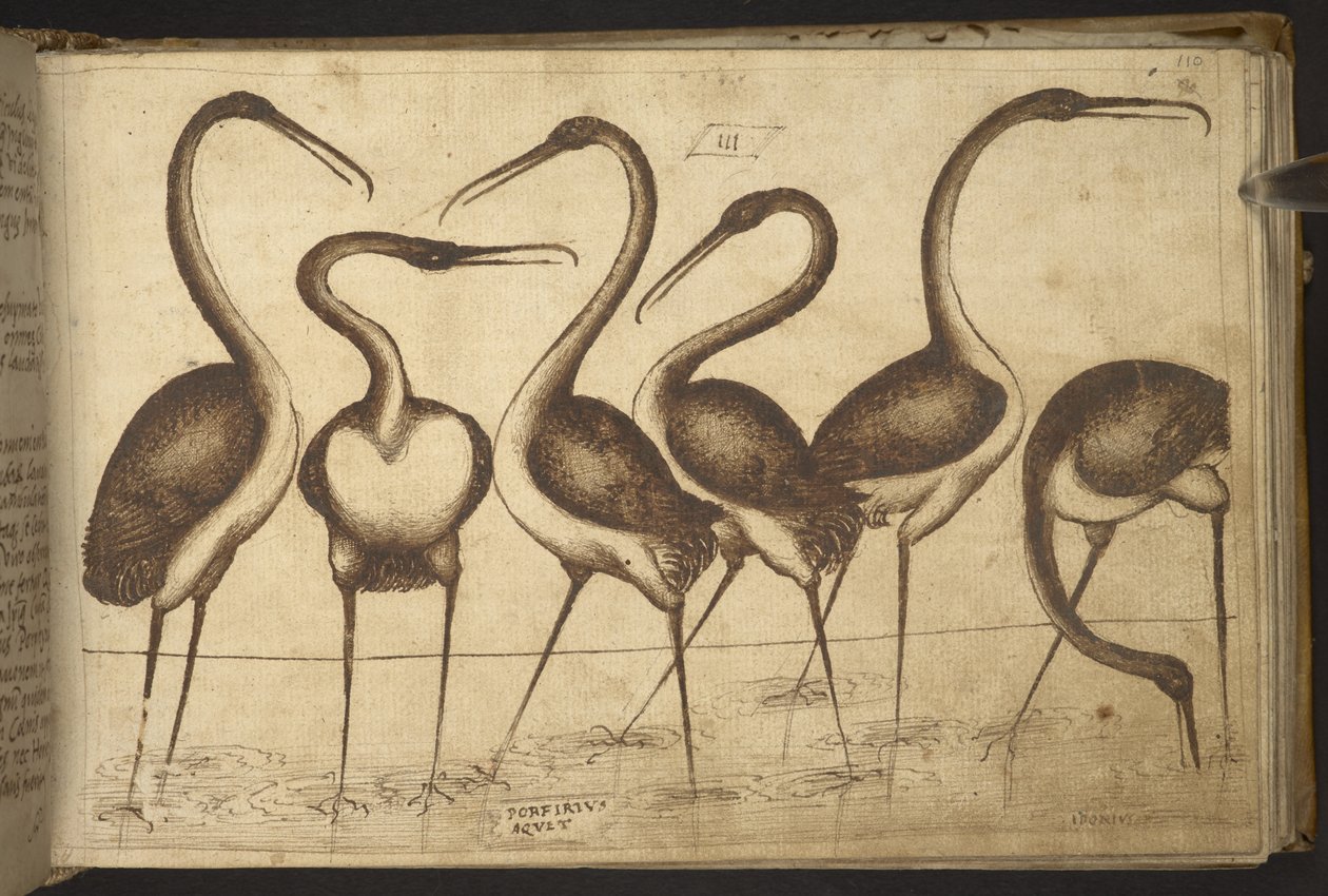 Hozzáadás. 82955, f.110 Madarak.   , a Historia Animaliumtól, (245 különböző állatfajtáról és mitikus lényről készült toll- és tusrajzból áll, mindegyikhez leírás tartozik.)    1595 alkotó: Italian School