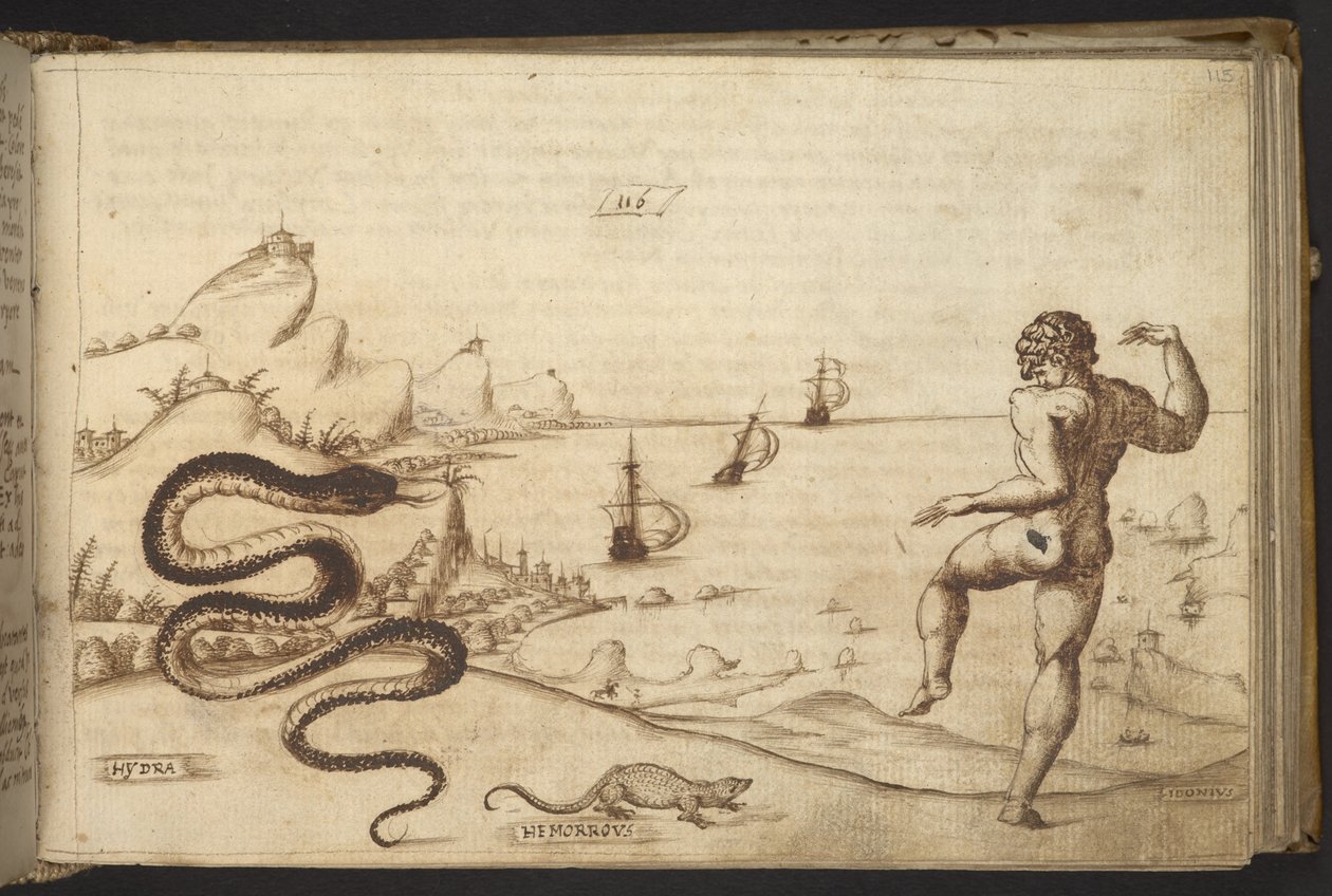 Hozzáadás. 82955, f.115 Kígyó (
