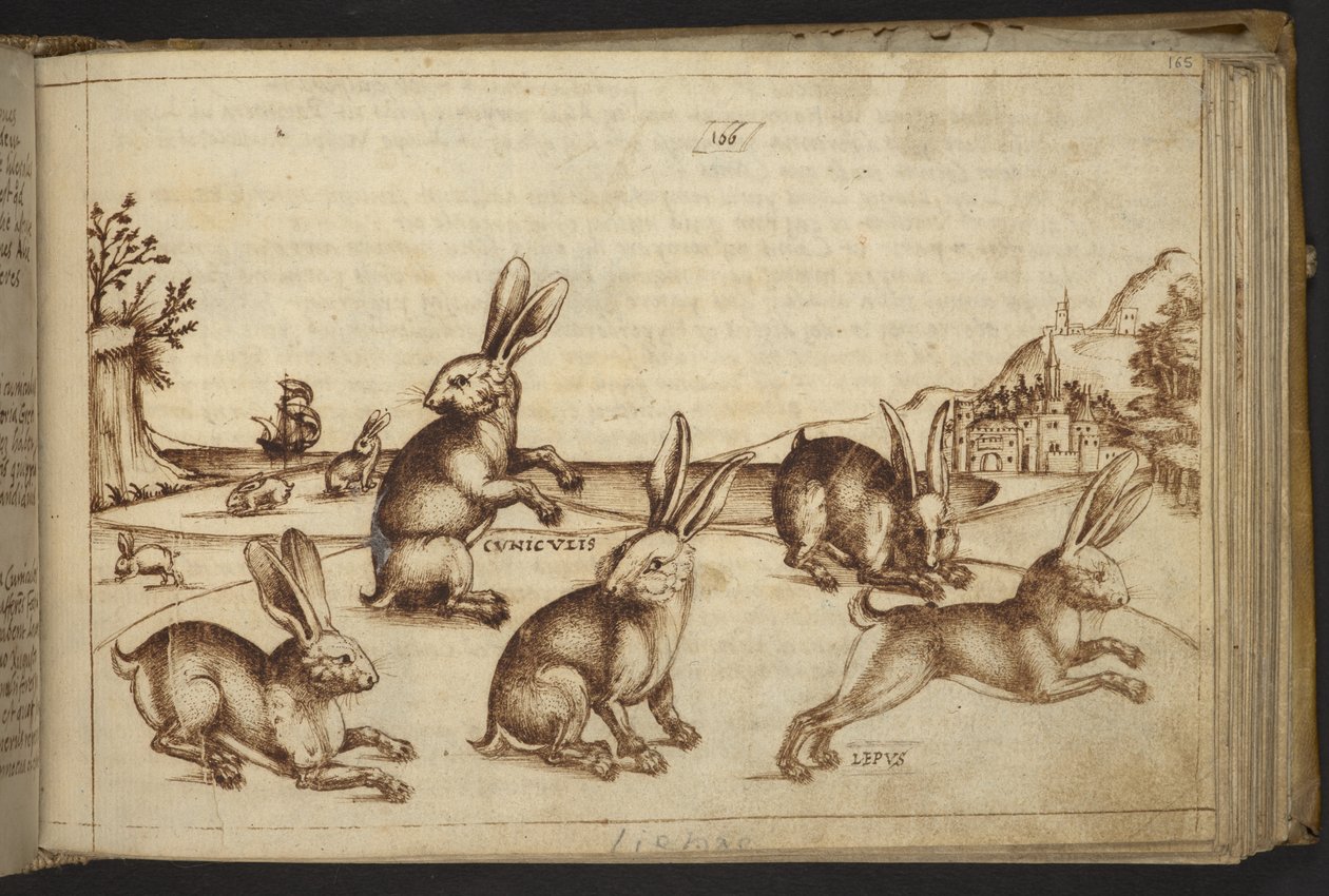 Hozzáadás. 82955, f.165 Nyulak (