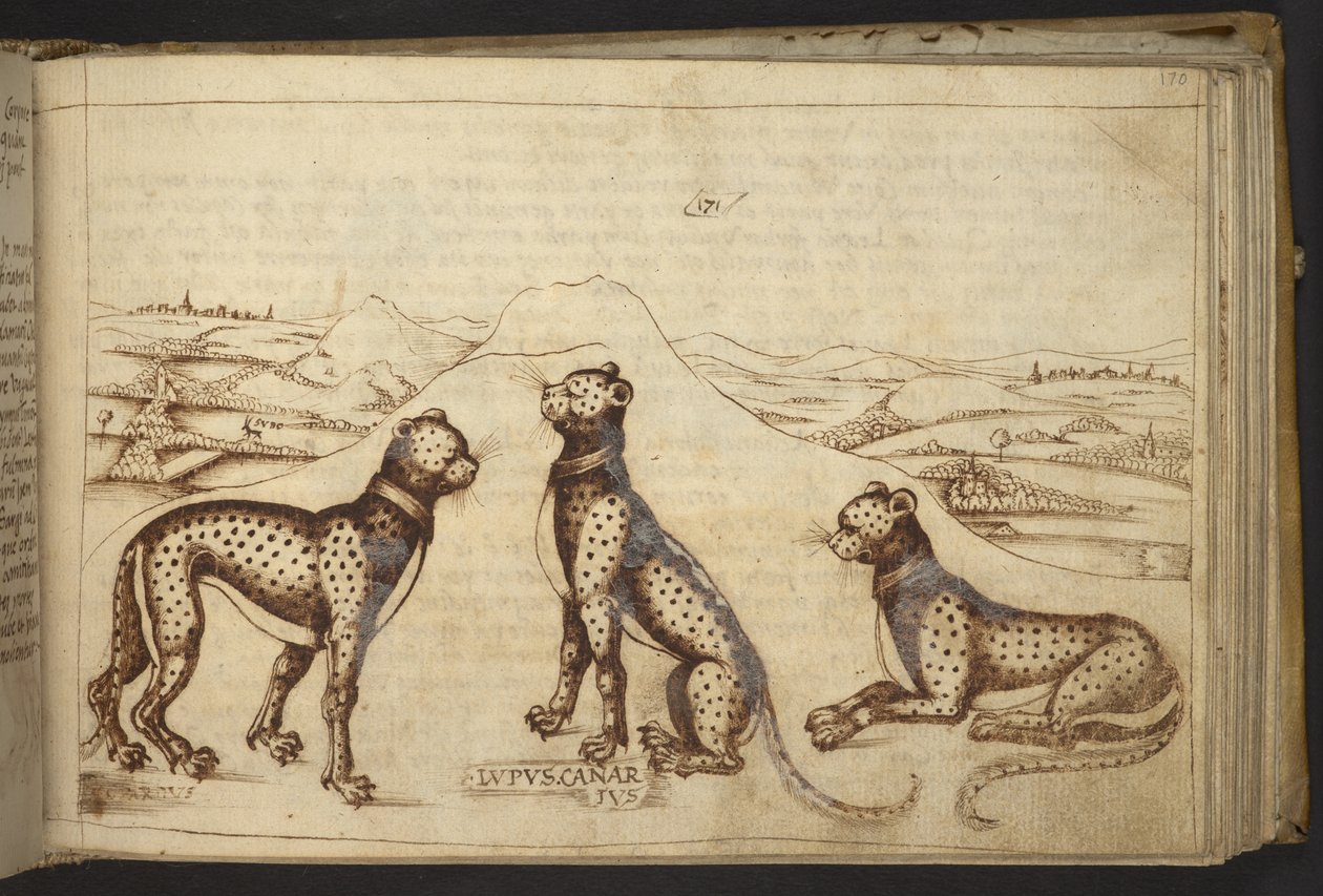 Hozzáadás. 82955, f.170 Párduc ("kanári farkas")., Historia Animalium alkotó: Italian School