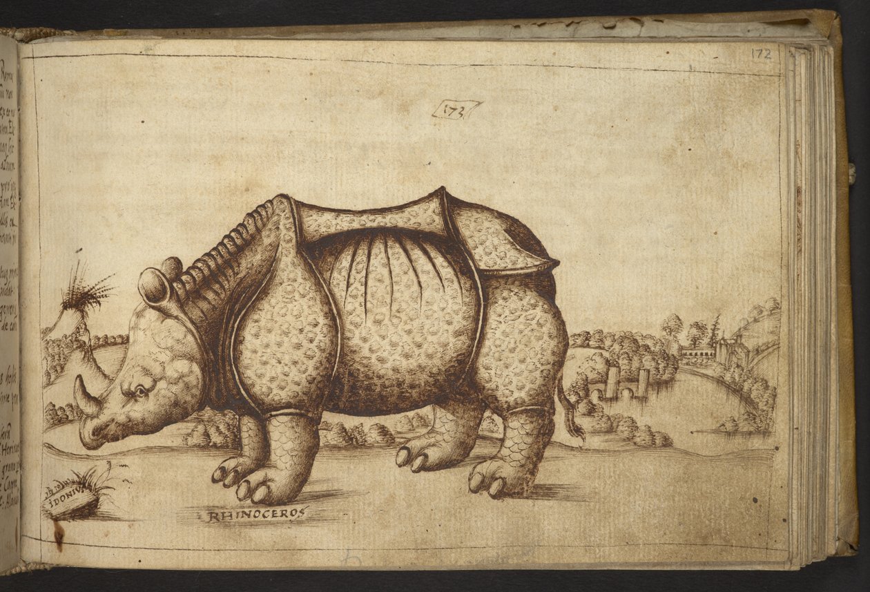 Hozzáadás. 82955, f.172 Rhinocerous., a Historia Animaliumból alkotó: Italian School
