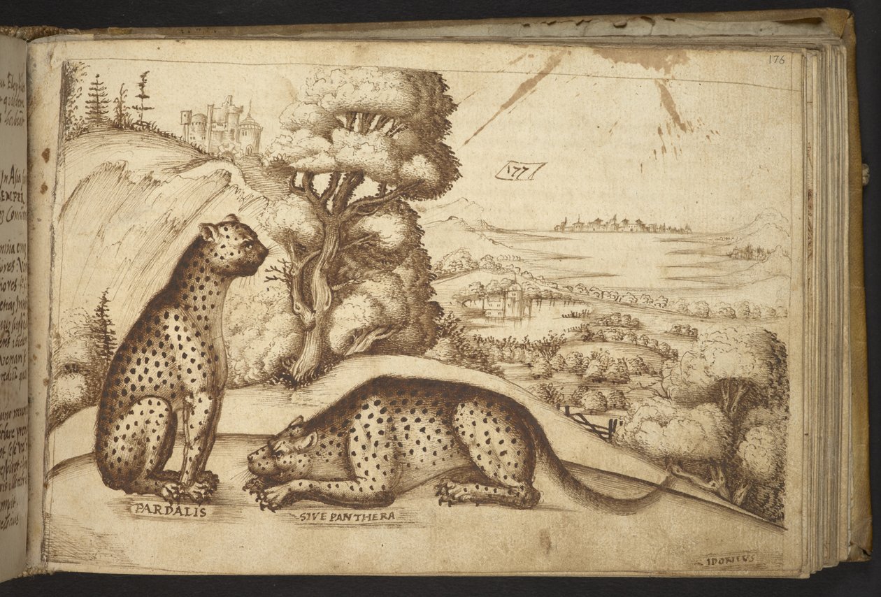 Hozzáadás. 82955, f.176 Leopárdok ("pardalis sive panthera").  , a Historia Animaliumtól, (245 különböző állatfajtáról és mitikus lényről készült toll- és tusrajzból áll, mindegyikhez leírás tartozik.)    1595 alkotó: Italian School