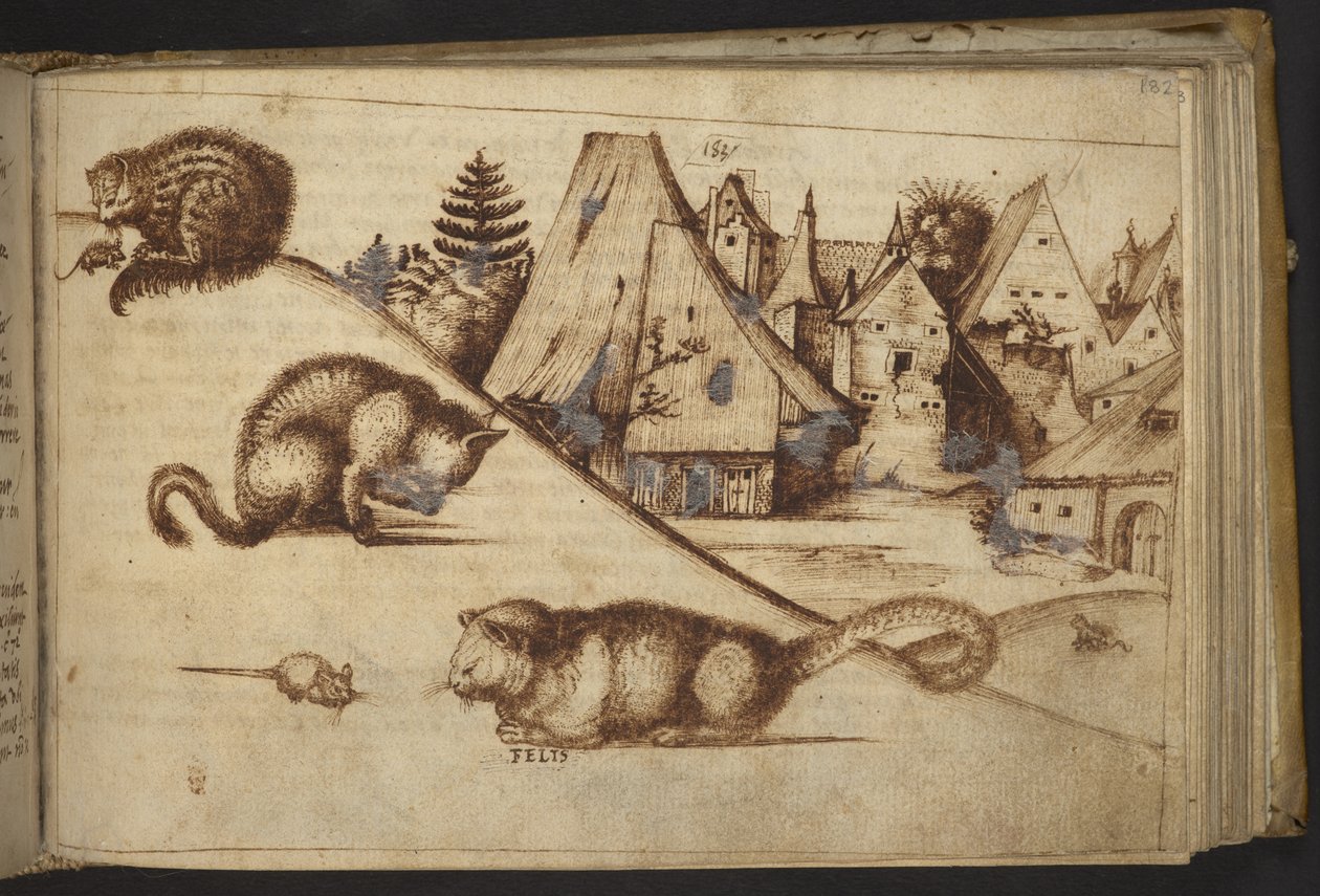 Hozzáadás. 82955, f.182 Egereket fogó macskák („felis”).  , a Historia Animaliumtól, (245 különböző állatfajtáról és mitikus lényről készült toll- és tusrajzból áll, mindegyikhez leírás tartozik.)    1595 alkotó: Italian School
