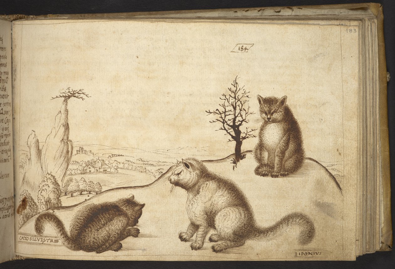 Hozzáadás. 82955, f.183 Vadmacska („cato silvestre”).  , a Historia Animaliumtól, (245 különböző állatfajtáról és mitikus lényről készült toll- és tusrajzból áll, mindegyikhez leírás tartozik.)    1595 alkotó: Italian School