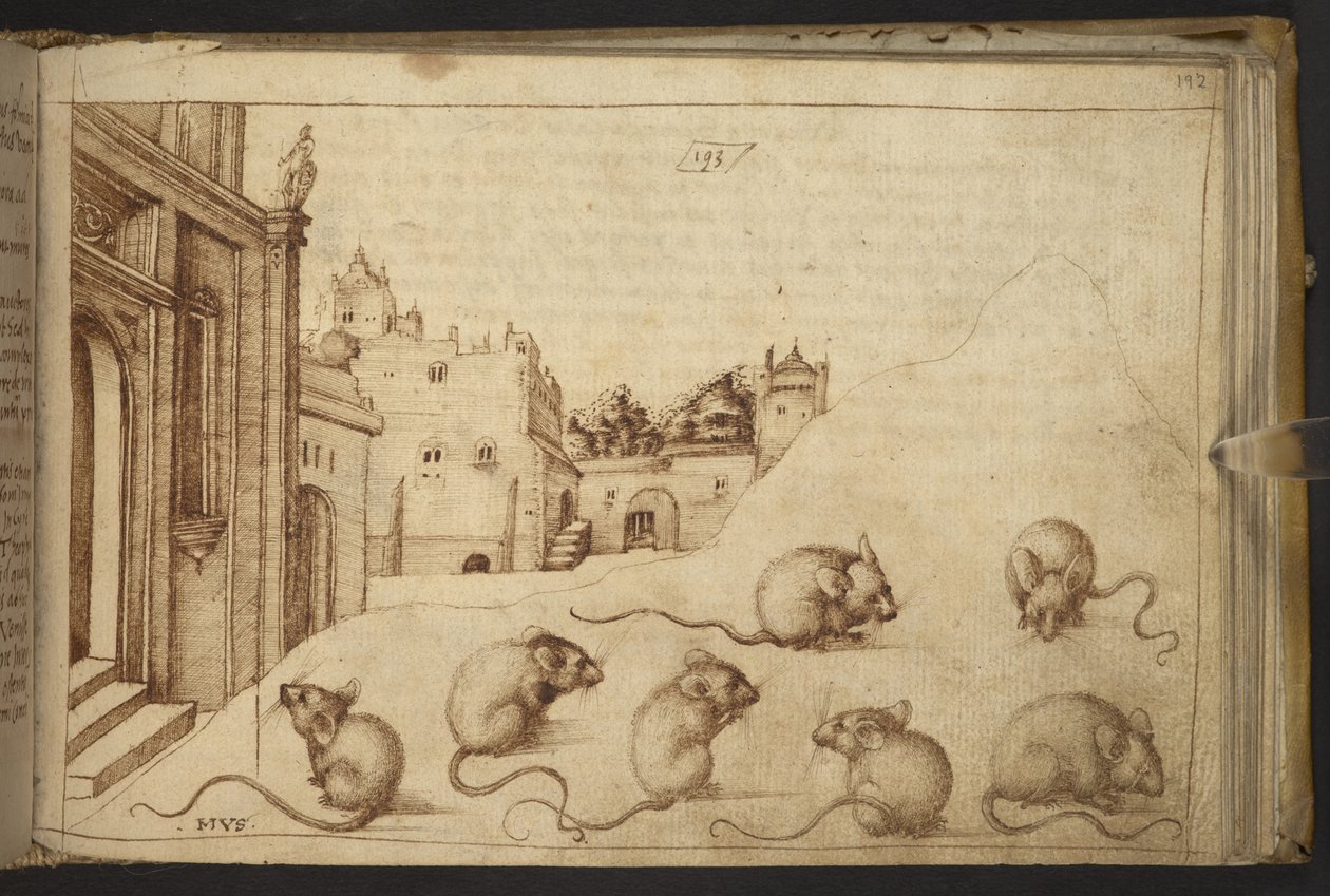 Hozzáadás. 82955, f.192   Egerek („musz”).  , a Historia Animaliumtól, (245 különböző állatfajtáról és mitikus lényről készült toll- és tusrajzból áll, mindegyikhez leírás tartozik.)    1595 alkotó: Italian School