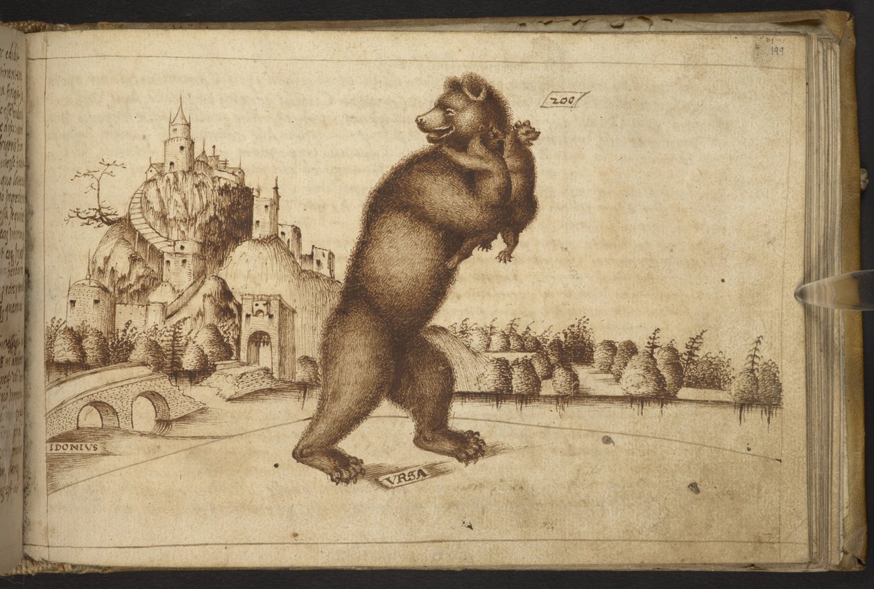 Hozzáadás. 82955, f.199   Medvék (