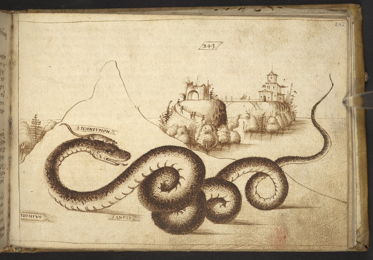 Hozzáadás. 82955, f.242 Egy kígyó (