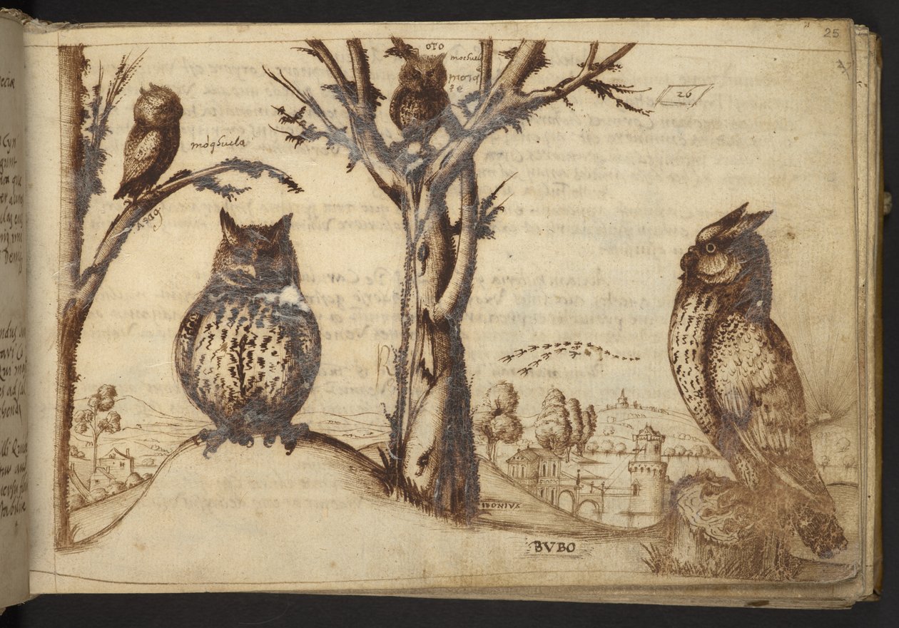 Hozzáadás. 82955, f.25 Baglyok (