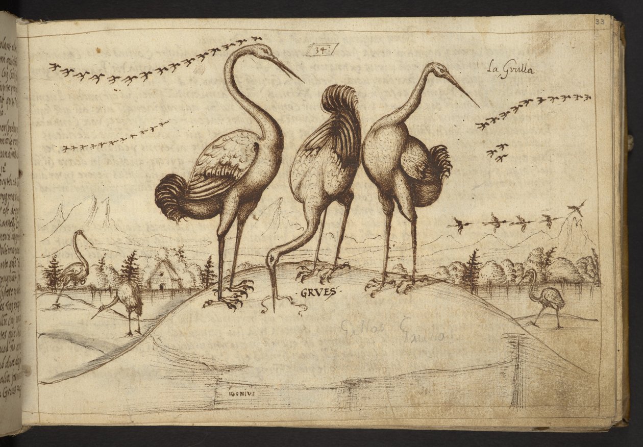 Hozzáadás. 82955, f.33 Daruk (