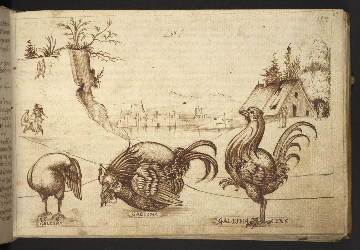 Hozzáadás. 82955, f.37   Csirkék (