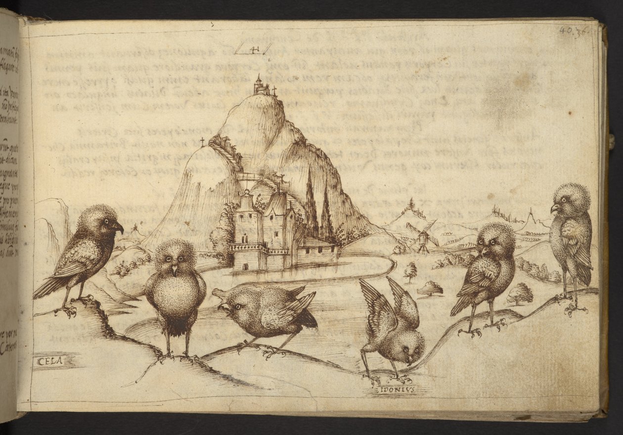 Hozzáadás. 82955, f.40 Madarak. (