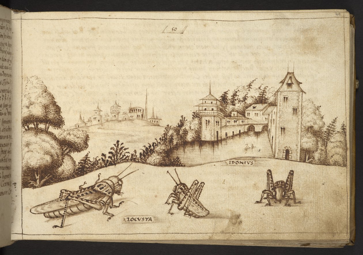 Hozzáadás. 82955, f.49 Sáskák esznek egy magas növényt.  , a Historia Animaliumtól, (245 különböző állatfajtáról és mitikus lényről készült toll- és tusrajzból áll, mindegyikhez leírás tartozik.)    1595 alkotó: Italian School