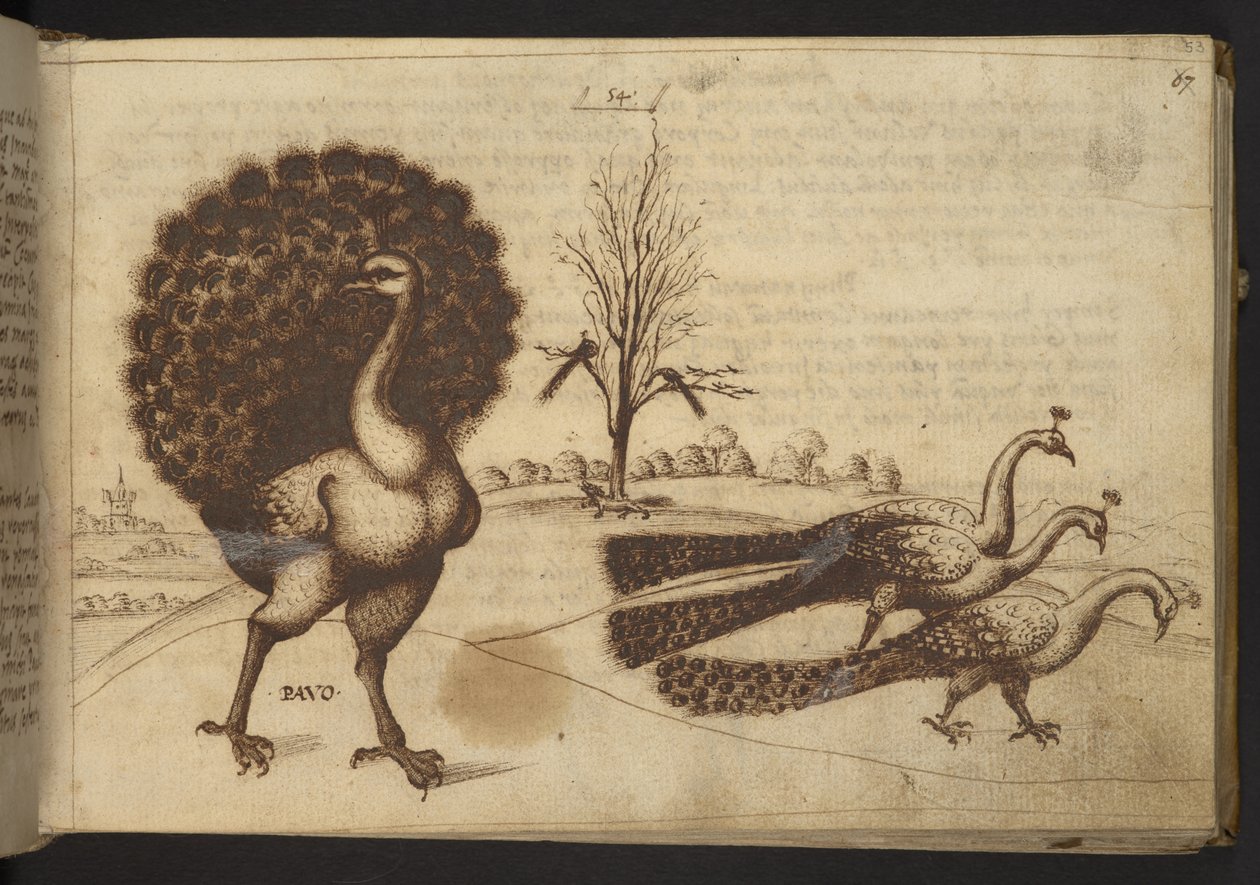 Hozzáadás. 82955, f.53 Pávák (