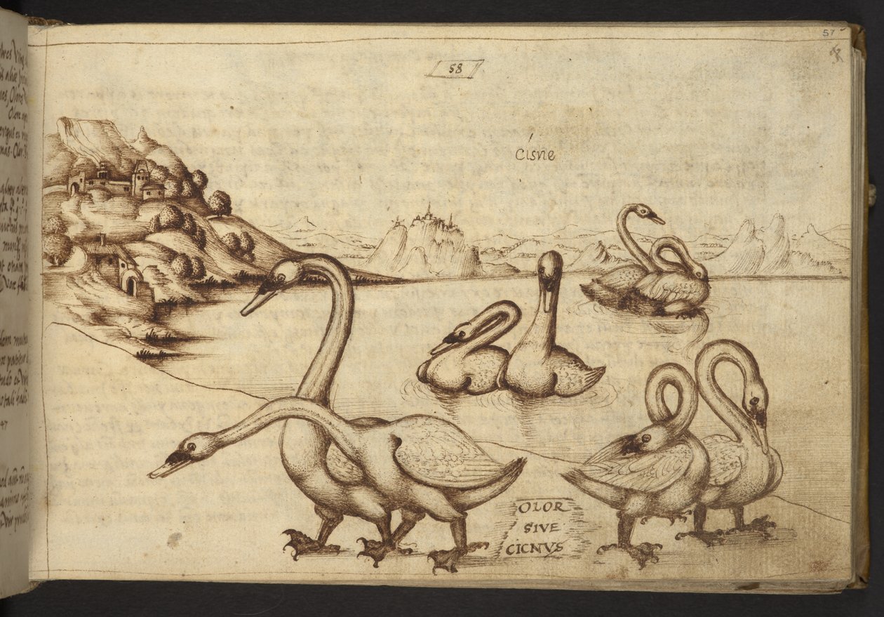 Hozzáadás. 82955, f.57   Hattyúk (