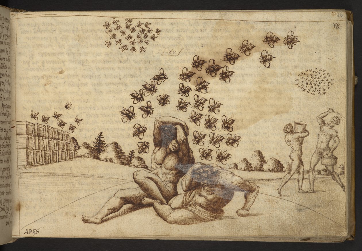 Hozzáadás. 82955, f.60   Méhek (