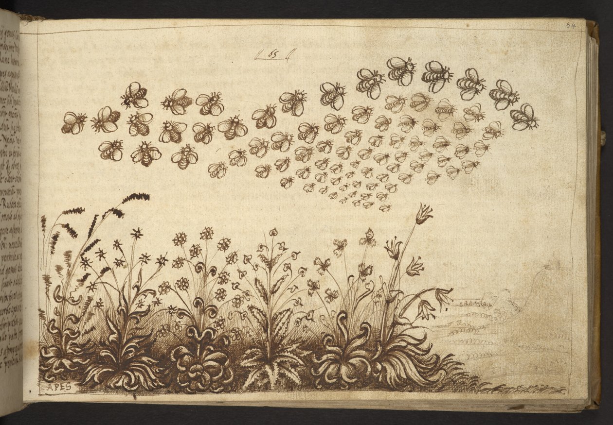 Hozzáadás. 82955, f.64 Méhek (