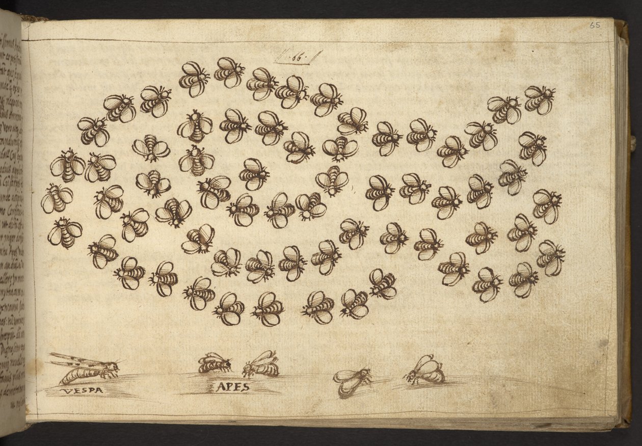 Hozzáadás. 82955, f.65 Méhek (