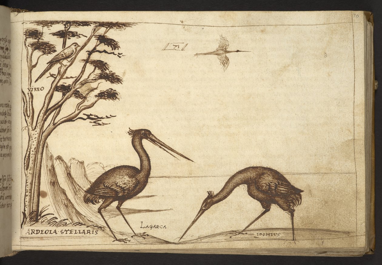 Hozzáadás. 82955, f.70   Heron (
