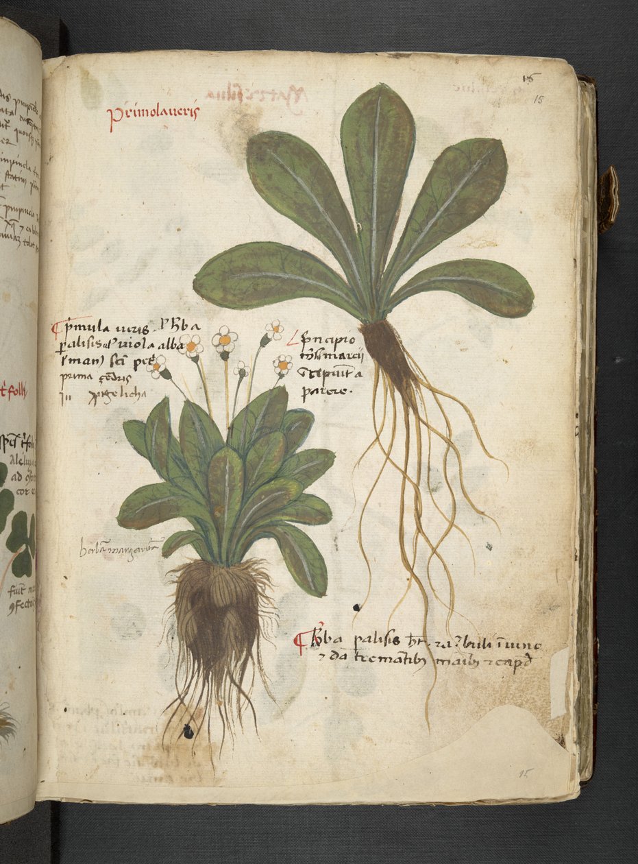 Adja hozzá az MS 41623 "A gyógynövény", Belluno (tinta és szín a pergamen) alkotó: Italian School