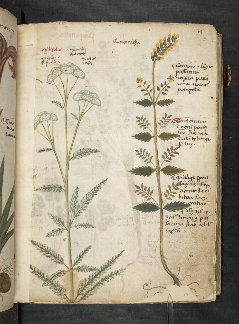 Adja hozzá az MS 41623 "A gyógynövény", Belluno (tinta és szín a pergamen) alkotó: Italian School