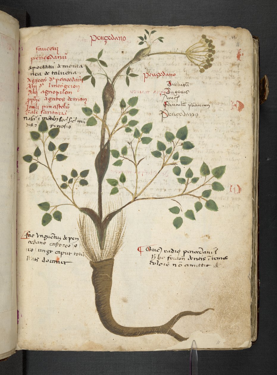 Adja hozzá az MS 41623 "A gyógynövény", Belluno (tinta és szín a pergamen) alkotó: Italian School